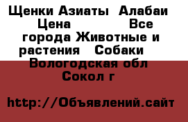 Щенки Азиаты (Алабаи) › Цена ­ 20 000 - Все города Животные и растения » Собаки   . Вологодская обл.,Сокол г.